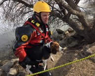 Beagle Rescue long island