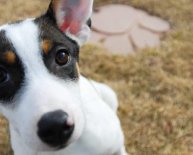 Best Animal Shelters in New York