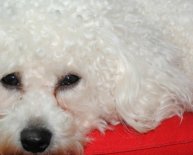 Bichon Frise dogs