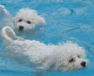 Bichon Frise Rescue Florida