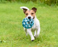 Bradford County Animal Shelter