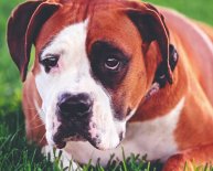 Chug Dog Rescue