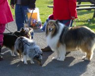 Dogs Rescue homes in Suffolk