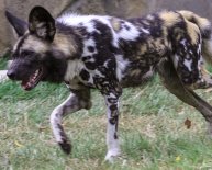 Dogs Shelter in Cincinnati