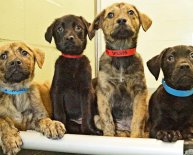 Dogs Shelters in Broward County