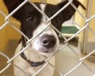 Free Animal Adoption Shelters