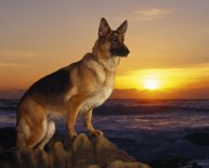 German Shepherd Jacksonville FL