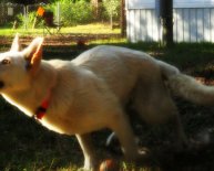 German Shepherd Rescue Jacksonville FL