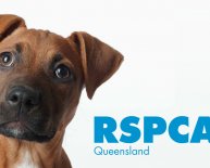 Gold Coast Pet Adoption