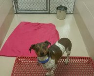 Gwinnett Company Animal Shelter