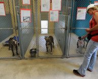 Hillsborough Animal Services Adoption