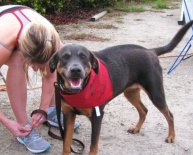 Humane Society of Fort Myers