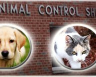 Huntington Animal Control