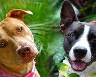 Island dogs Rescue