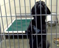 Jefferson County Animal Shelter