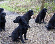 Lab puppies for sale in Jacksonville FL