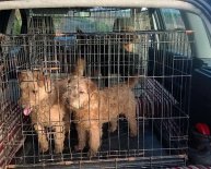 Lakeland Rescue dogs