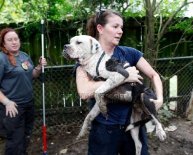 Local Dog Adoptions Agencies
