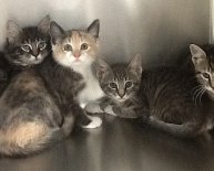 Milford Animal Shelter