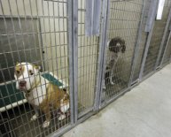 OKC Animal Shelters