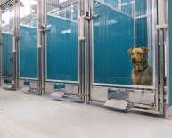 Oklahoma Animal Shelter Adoption