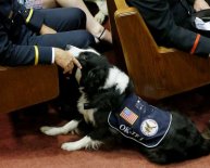 Oklahoma City Rescue dogs