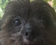 Paws and Stars Animal Rescue