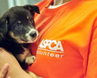 Pet Adoption Centers in NYC