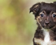 Pet Adoption Sites