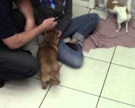 Pet Rescue Orlando Florida