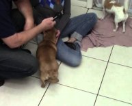 Pet Rescue Orlando Florida