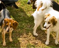 Pinellas County Pet Adoption