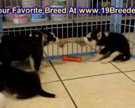 Puppies adoption Orlando