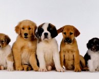 Puppies at the pound