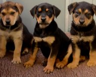 Puppies for Sale Humane Society