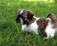 Puppies for sale in Orlando FL
