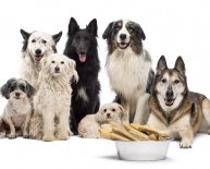 Rescue dogs Groups