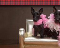 Scottie dogs Rescue