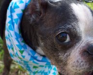 Senior dogs Rescue Florida