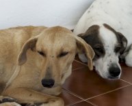 Shelter animals for Adoption