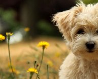 Small dogs Rescue adoption