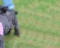 Small dogs Rescue shelters