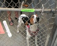 South Shore Animal Shelters