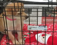 Star Pet Adoption