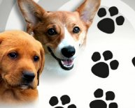 Tallahassee dogs adoption