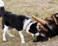 Treasure Coast Animal Shelter