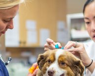 Veterinary jobs Jacksonville FL