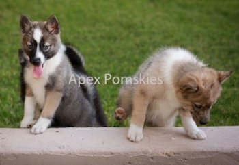 Two Pomsky puppies are climbing up onto a stone wall. One is looking forward and the other is looking over the wall. The words - Apex Pomskies - are overlayed.