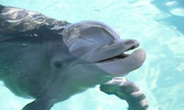 Visit Winter the Dolphin at the Clearwater Marine Aquarium