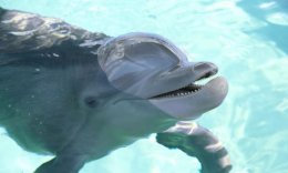 Visit Winter the Dolphin at the Clearwater Marine Aquarium Visit Winter the Dolphin at the Clearwater Marine Aquarium
